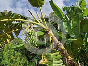 Wild banana tree crown in the tropics with one bunch of bananas hanging down, beautiful tropical background with banana tree