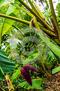 Wild bananas flower in Afrika