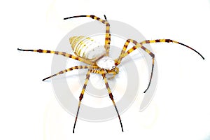 Wild banded garden orb weaving weaver spider - Argiope trifasciata - light color morph lacking black bands on abdomen. Yellow