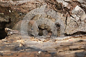 A wild Bank Vole, Myodes glareolus foraging for food in a log pile in woodland.