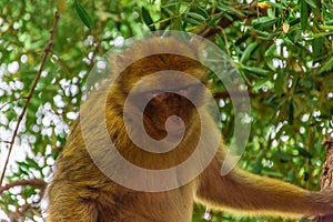 Wild barbary ape sitting on a tree in the forest, Morocco