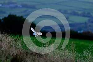 Wild Barn Owl hunting at sunset in natural habitat photo