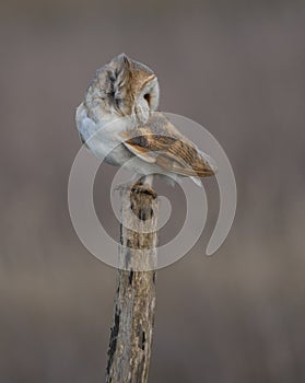 Wild barn owl on a post