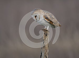 Wild barn owl on a post