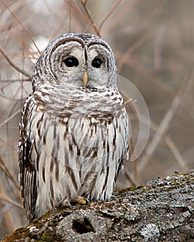 Wild Barred Owl