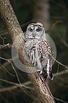 Wild Barred Owl