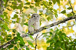 Wild Barred owlet on an old tree branch under golden leaves