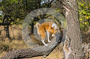 Wild Basenji dog climbs nearest tree