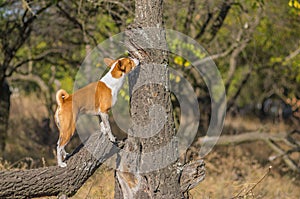 Wild Basenji dog sniffing around its territory