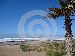 Wild beach, Casablanca, palm, pure sky, blue ocean