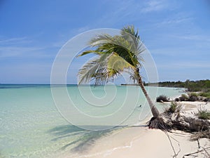 Wild Beach with coconut tree