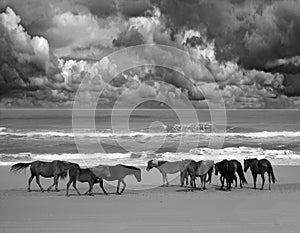 Wild beach horses