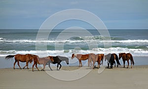 Wild beach horses