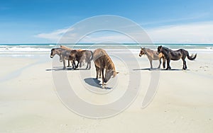 Wild Beach Horses in Outer Banks United States