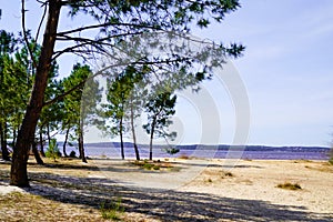 Wild beach sandy coast and pine tree in Lacanau lake southwest France