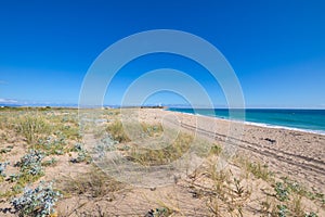 Wild beaches of Zahora and Trafalgar from plants next to sand photo