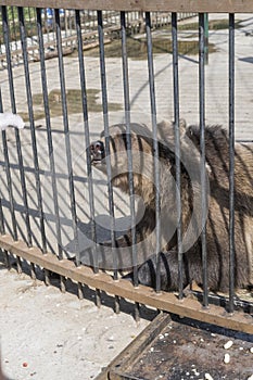 The wild bear has stuck its nose into the bars of the animal cage and wants to get free. The brown bear stuck its muzzle out of
