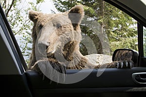 Wild Bear On My Car Window