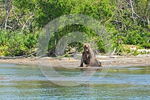 Wild bear on the shore of Kurile Lake in Kamchatka, Russia