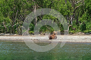 Wild bear on the shore of Kurile Lake in Kamchatka, Russia