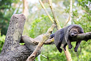 Wild bearcat sleeping
