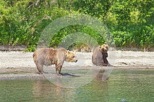 Wild bears on the shore of Kurile Lake in Kamchatka, Russia