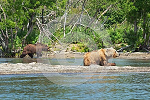 Wild bears on the shore of Kurile Lake in Kamchatka, Russia