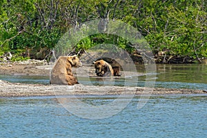 Wild bears on the shore of Kurile Lake in Kamchatka, Russia