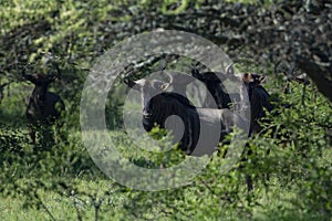 Wild beast on bushes