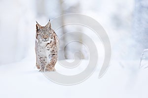 The wild beast walks through the snowy forest. The lynx walks through the snowy forest. Highly endangered lynx lynx. Wildlife