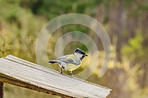 Wild beautiful bird with a yellow belly in the fall looking for food in the feeder