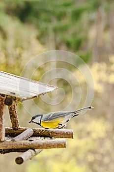 Wild beautiful bird with a yellow belly in the fall looking for food in the feeder