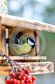 Wild beautiful bird with a yellow belly in the fall looking for food in the feeder