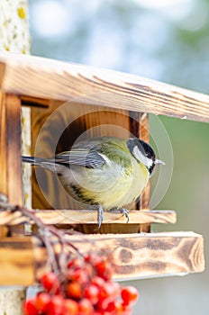 Wild beautiful bird with a yellow belly in the fall looking for food in the feeder