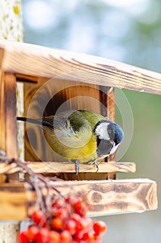 Wild beautiful bird with a yellow belly in the fall looking for food in the feeder