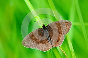 Wild beautiful butterfly, Aphantopus hyperantus, Ringlet, sitting on the green leaves, insect in the nature habitat, spring in the