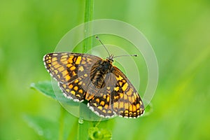 Wild beautiful butterfly, Heath Fritillary, Melitaea athalia, sitting on the green leaves, insect in the nature habitat, spring in