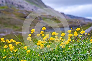 Wild beautiful globeflowers (Trollius europaeus) growing at high altitude cold Norwegian Mountains range terrain .