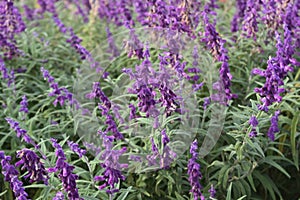 Wild beautiful lavender flowers in a large field