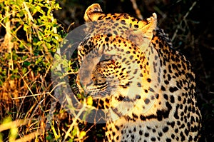 Wild beautiful leopard (Panthera pardus) in its natural habitat with sunlight falling on it