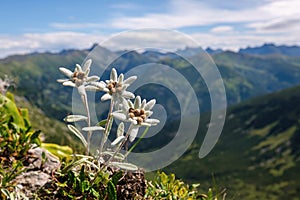 Salvaje hermoso montana flor hongo de alto montanas 