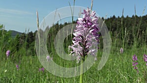 Wild beautiful purple orchid Orchis militaris, meadow