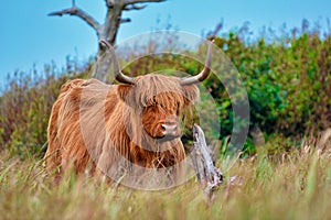 Wild beautiful Scottish Highland Cattle cow with brown long and scraggy fur and big horns in the dunes of island Texel