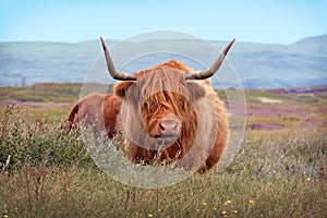Wild beautiful Scottish Highland Cattle cow with brown long and scraggy fur and big horns in the dunes of island Texel photo