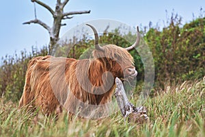 Wild beautiful Scottish Highland Cattle cow with brown long and scraggy fur and big horns in the dunes of island Texel photo