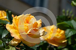 Wild beautiful yellow rose closeup