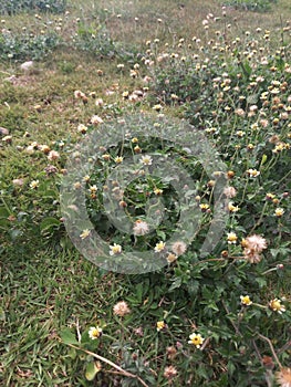 wild beauty: tridax flores in full bloom