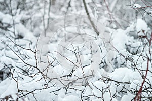 Wild beauty of the winter nature of rural Russian remote places. Bushes shrubs and tree branches in the snow