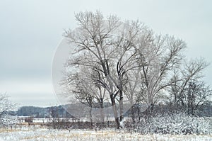 Wild beauty of the winter nature of rural Russian remote places. Bushes shrubs and tree branches in the snow