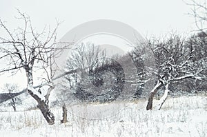 Wild beauty of the winter nature of rural Russian remote places. Bushes shrubs and tree branches in the snow